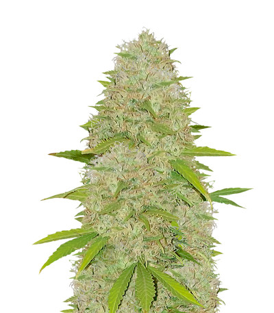 Семена сорта Super Skunk fem (Vision Seeds)
