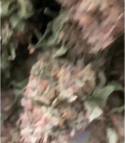 Семена сорта Mimosa Evo fem (Barneys Farm)