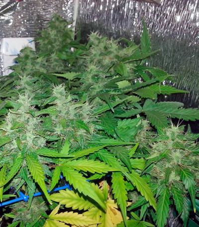 Семена сорта Auto Lennon fem (Pyramid Seeds)