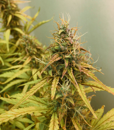 Семена сорта CBD Auto Compassion Lime fem (Dutch Passion)