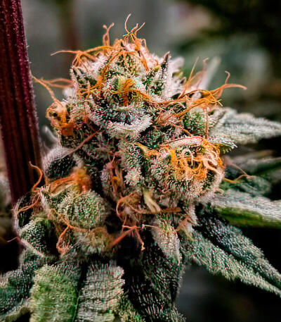 Семена сорта Gator Breath fem (7CH American)