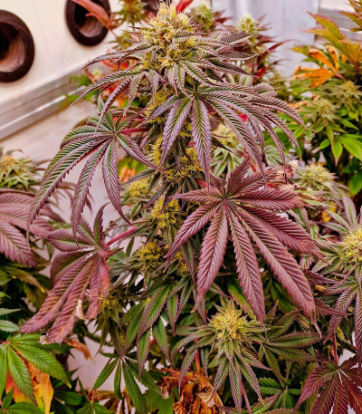 Семена сорта Pellezino Cookies fem (Original Sensible Seeds)