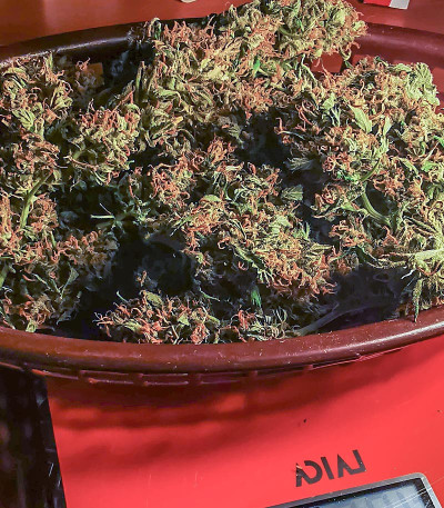 Сорт конопли Royal Gorilla Automatic fem (Royal Queen Seeds)