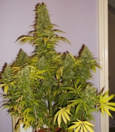Семена сорта Shining Silver Haze fem (Royal Queen Seeds)
