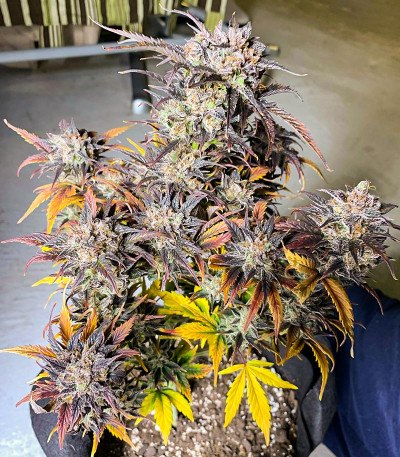 Семена сорта HulkBerry Automatic fem (RQS)