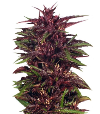 Сорт Twilight шишки