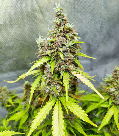 Семена сорта Animal Face Auto fem (Cali Buds Seeds)