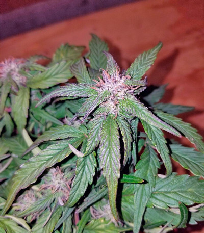 Семена сорта Auto Pyramid fem (Pyramid Seeds)
