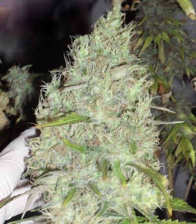 Семена сорта Incredible Bulk fem (Dr. Krippling Seeds)
