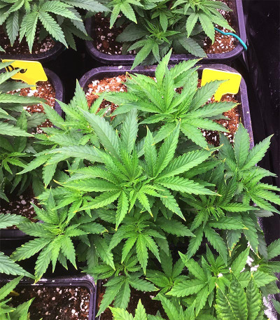 Семена сорта Monster Profit fem (Heavyweight Seeds)