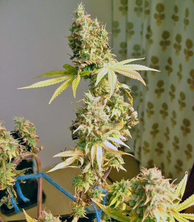 Семена сорта Psicodelicia fem (Sweet Seeds)