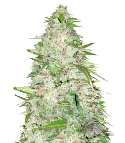Семена сорта Auto Ultra Power Plant fem (Victory Seeds)