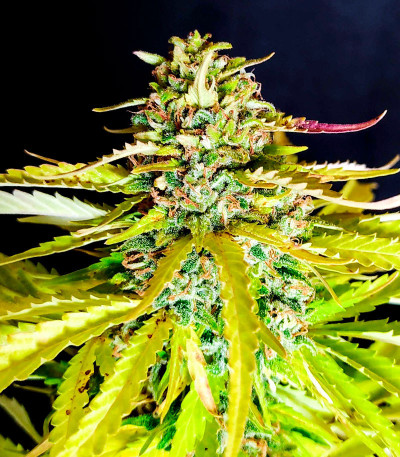 Семена конопли сорта AK-47