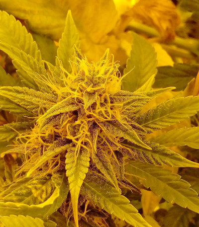 Семена сорта Auto New York City (Pyramid Seeds)