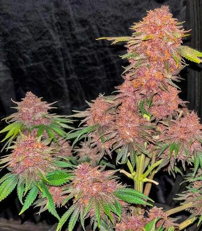 Семена сорта Cherry Cola Auto RF3 fem (FastBuds)