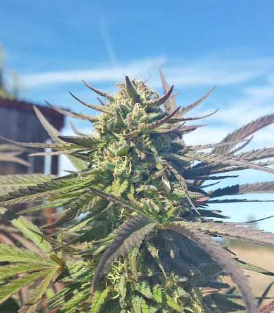 Семена сорта Grand Master Kush reg (Sumo Seeds)