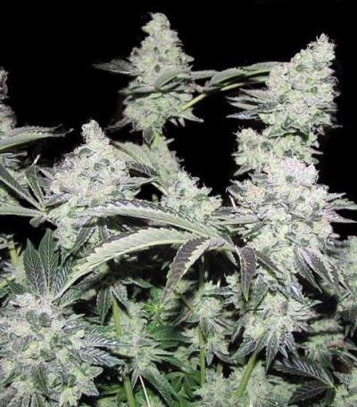 Семена сорта Pineapple Express Auto fem (FastBuds)