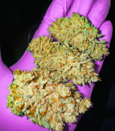 Семена сорта Sour MAC F1 fem (Seedkeepers)