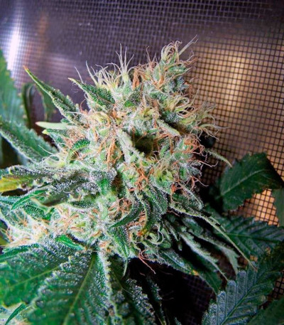 Семена сорта Double White fem (Sweet Seeds)