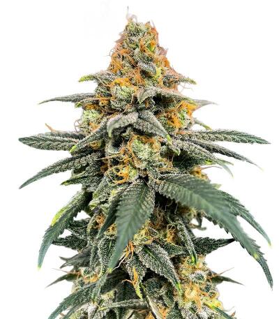 Семена сорта Dos-Vi-Dos 33 fem (Семяныч)