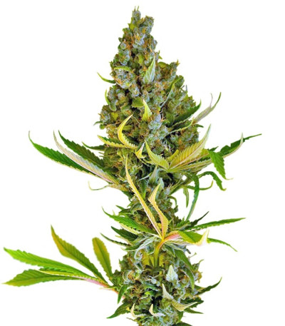Семена сорта Sweet Cheese F1 Fast Version fem (Sweet Seeds)