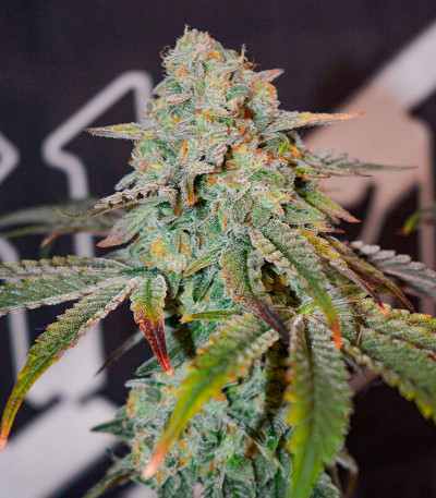 Семена сорта High Society fem (Compound Genetics)