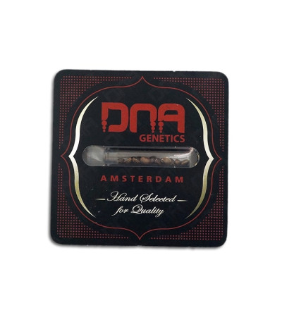 Семена сорта LA Confidential reg (DNA Genetics)