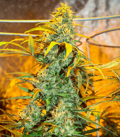 Семена сорта Master kush fem (Dutch Passion)