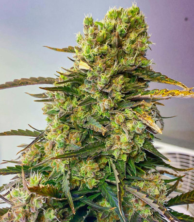 Семена сорта Sith OG fem (AlphaFem Seeds)