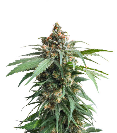 Семена сорта Delicious Cookies fem (Delicious Seeds)