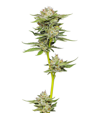 Семена сорта Durban Poison Auto fem от Humboldt Seed Company