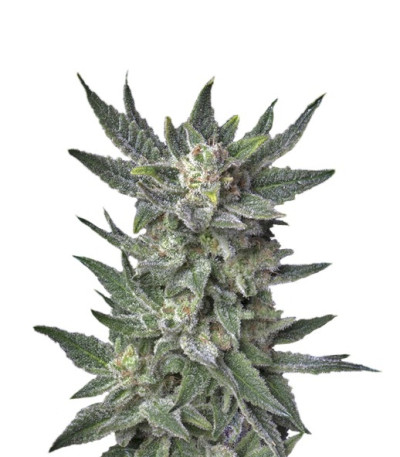 Семена сорт Auto Bubblegum fem (TH Seeds)