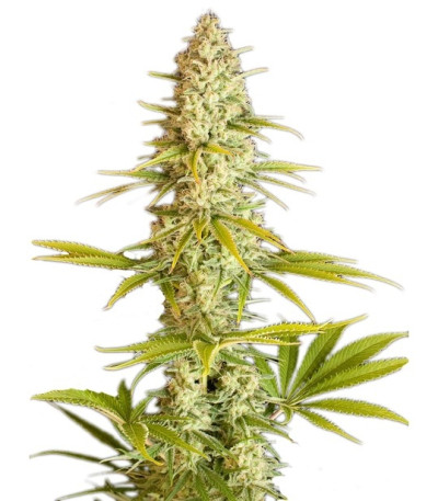 Семена сорта Critical Jack fem (Dinafem Seeds)