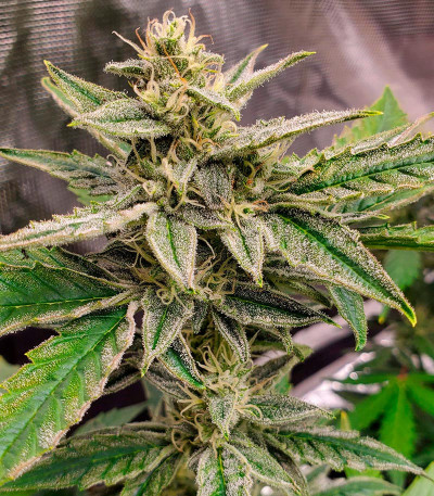 Семена сорта Banana Daddy Auto RBX2 fem (Ethos Genetics)