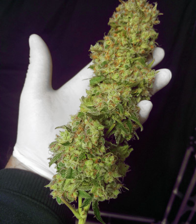 Семена сорта Gorilla Glue # 4 fem (Cali Buds Seeds)