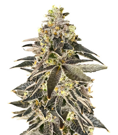 Семена сорта Permanent Marker Auto fem (7CH American)