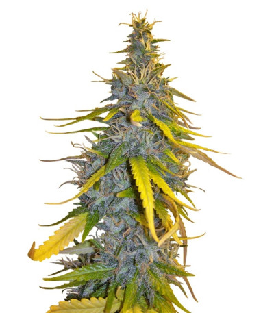 Семена сорта S.A.D. Sweet Afgani Delicious F1 Fast Version fem (Sweet Seeds)