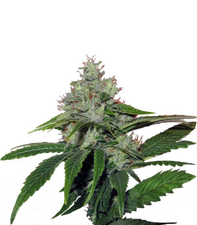 Семена сорта TrainWreck fem (Green House Seeds)