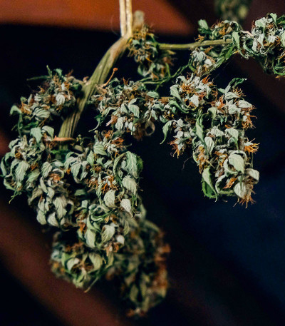 Семена сорта Auto CBG-Force fem (Dutch Passion)