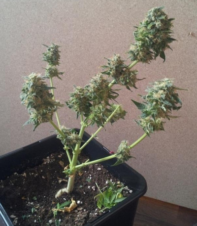 Семена сорта Royal AK Automatic fem (Royal Queen Seeds)