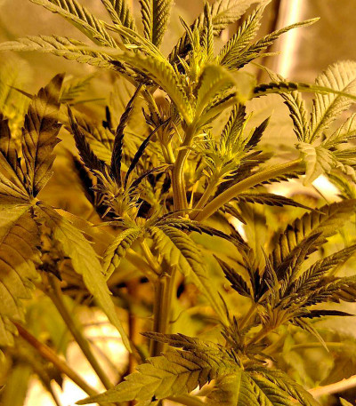 Семена сорта Super Skunk fem (Nirvana Seeds)