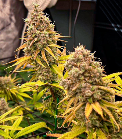 Семена сорта RS11 fem (7CH American)