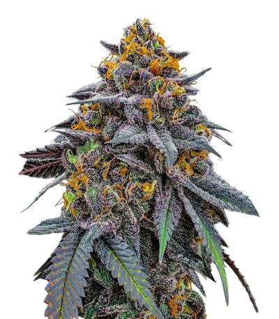 Семена сорта Lemon Cherry Runtz fem (FastBuds)