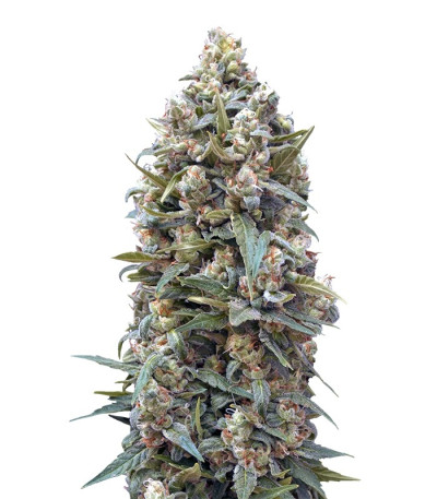 Семена сорта 00 Kush fem (00 Seeds)
