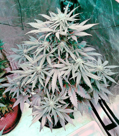 Семена сорта Bubba Kush Autoflowering fem (Dinafem Seeds)