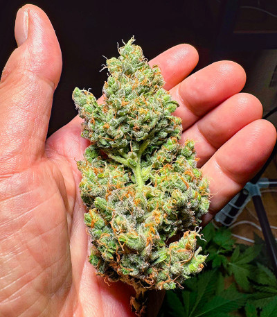 Семена сорта CBD Lemon Auto fem (Herbies Seeds)