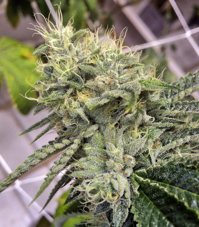 Семена сорта Ewe-2 fem