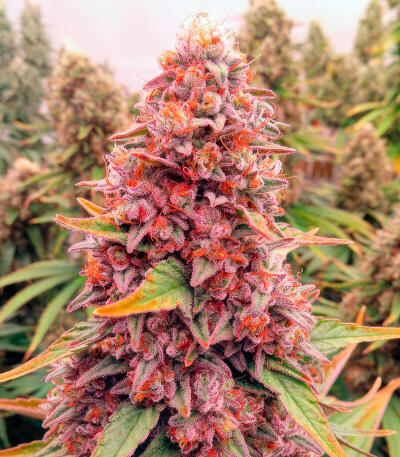 Семена сорта Garlic Cookies fem