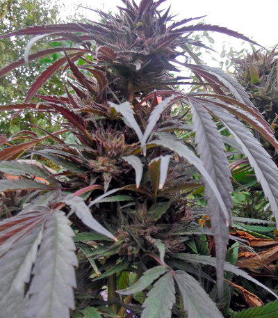 Семена сорта Purple Afghan Kush fem (Dinafem Seeds)