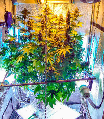 Семена сорта Thai Fantasy Max Auto fem